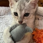 Savannah Kitten Haven-6.24.2026d