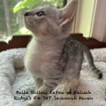 Savannah Kitten Haven-6.24.2026g