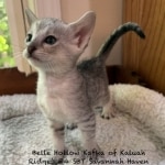 Savnnah F-4SBT Female kitten dHaven