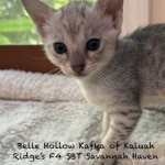 Savannah F-4SBT Female Kitten Haven a