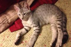 Joka - F-6A Savannah Silver Male DOB 3-22-14