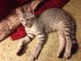 Joka - F-6A Savannah Silver Male DOB 3-22-14