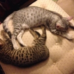 Joka and friend