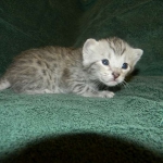 Savannah F-6 silver spotted male DOB 32214 002-800