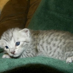 Savannah F-6 silver spotted male DOB 32214 006-800