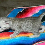 Savannah F-6 silver spotted male DOB 32214 015-800