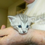 Savannah F-6 silver spotted male DOB 32214 019-800