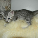 Savannah F-6 silver spotted male DOB 32214 034-800