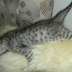 Savannah F-6 silver spotted male DOB 32214 036-800