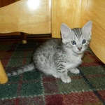Savannah F-6 silver spotted male DOB 32214 038-800