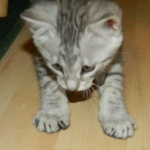 Savannah F-6 silver spotted male DOB 32214 044-800