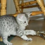 Savannah F-6 silver spotted male DOB 32214 045-800