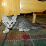 Savannah F-6 silver spotted male DOB 32214-800
