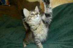 Beau F-6A Brown Spotted Tabby Male DOB 2-1-14