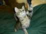 Beau F-6A Brown Spotted Tabby Male DOB 2-1-14