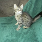 Savannah F-6 Brown Spotted Tabby Male DOB 2-1-14 001-800