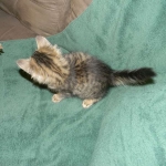 Savannah F-6 Brown Spotted Tabby Male DOB 2-1-14 002-800