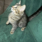 Savannah F-6 Brown Spotted Tabby Male DOB 2-1-14 003-800