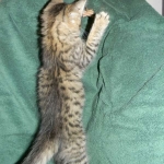 Savannah F-6 Brown Spotted Tabby Male DOB 2-1-14 007-800