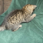 Savannah F-6 Brown Spotted Tabby Male DOB 2-1-14 009-800