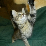 Savannah F-6 Brown Spotted Tabby Male DOB 2-1-14 010-800