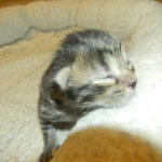 savannah-f-6-bst-female-dob-2-1-14-004-800