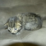 savannah-f-6-bst-female-dob-2-1-14-010-800