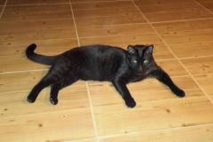 Sabrina F-6A Savannah Black on Black Female DOB 4-11-14