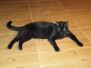 Sabrina F-6A Savannah Black on Black Female DOB 4-11-14