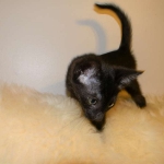 Savannah F-6A female Black on black DOB 4-11-14 002-800