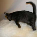 Savannah F-6A female Black on black DOB 4-11-14 003-800