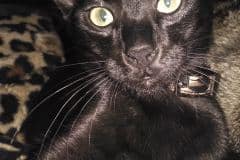  Gage F-6A Savannah Black on Black Male DOB 2-1-14