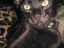  Gage F-6A Savannah Black on Black Male DOB 2-1-14