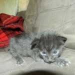 savannah-f-6-mel-male-dob-2-1-14-006-800