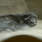 savannah-f-6-mel-male-dob-2-1-14-007-800