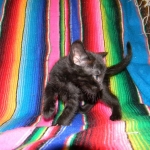 Savannah F-6A Male Black on Black DOB 4-11-14 001-800