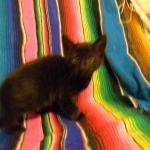 Savannah F-6A Male Black on Black DOB 4-11-14 003-800