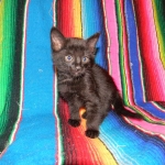 Savannah F-6A Male Black on Black DOB 4-11-14 005-800