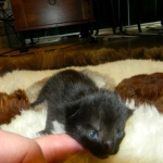 Savannah Male Melanistic F-6 BB's DOB 4-11-14 003-800