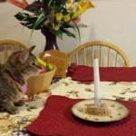 First Birthday Nala.jpg