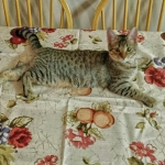 Nala 11-14 b
