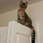 Nala 11-14 d