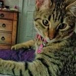 Nala 11-14 f