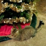 Nala First Christmas.jpg