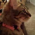 Nala Profile 5-15.jpg