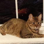 Nala, Savannah F-6A 5-15.jpg