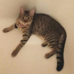 Nala, Savannah F-6A great spots.jpg