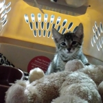Nala and bear