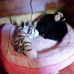 Nala and friends