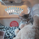 Nala at home a